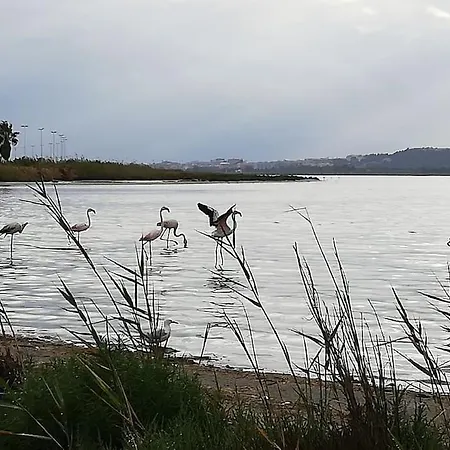 Cagliari, Oliveoyl Apt&terrace *